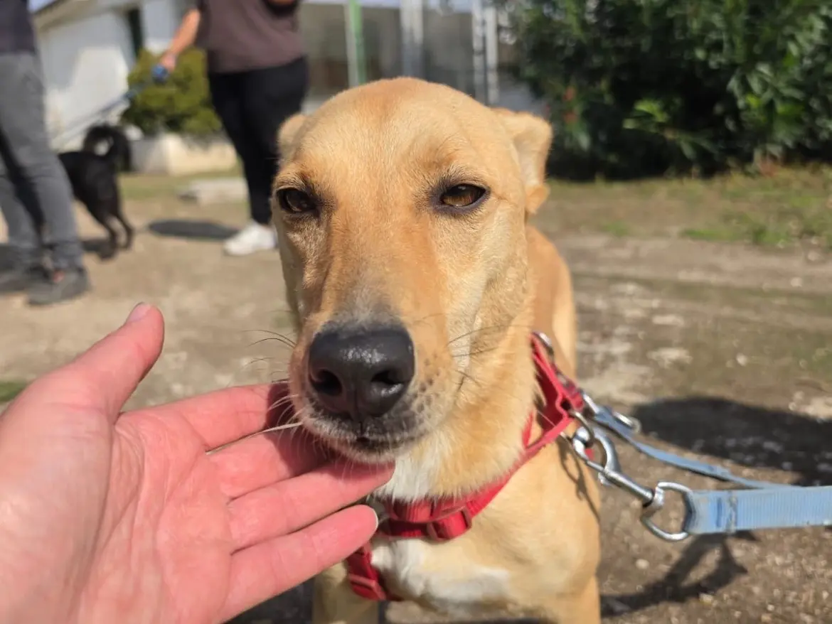 Adozione cane, maschio, Razza sconosciuta Razza sconosciuta, 3 anni e 3 mesi, taglia media contenuta, Caserta