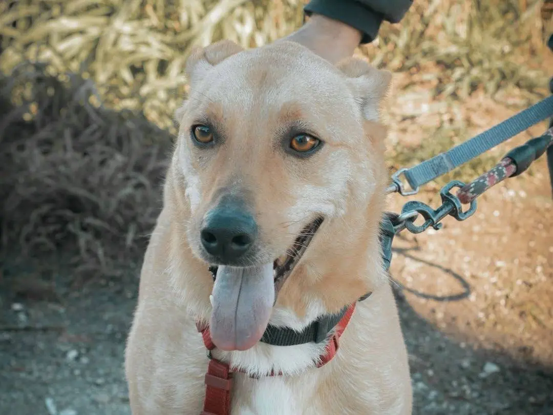 Adotta un cane, maschio, 3 anni e 3 mesi, Caserta
