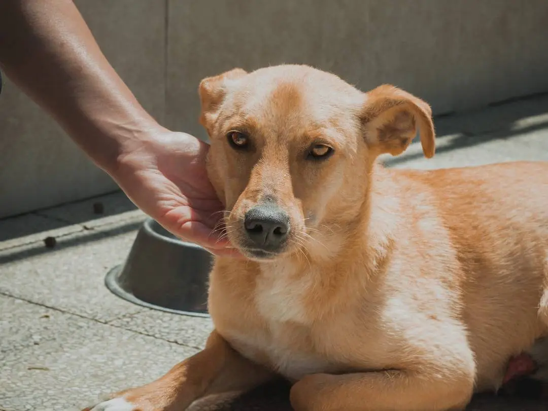 Adotta un cane, taglia media contenuta, maschio, Caserta