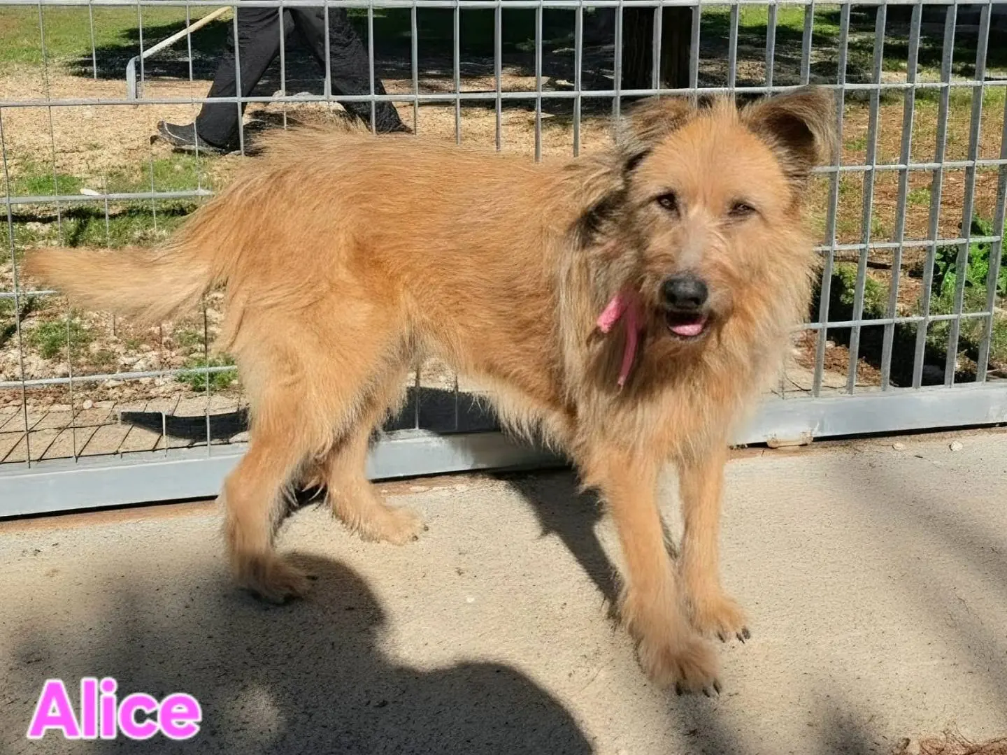 Adotta il cane Alice a Taranto
