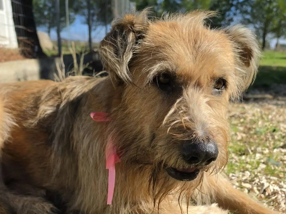 Adozione cane, femmina, Spinone Razza sconosciuta, 9 anni e 3 mesi, taglia grande, Taranto