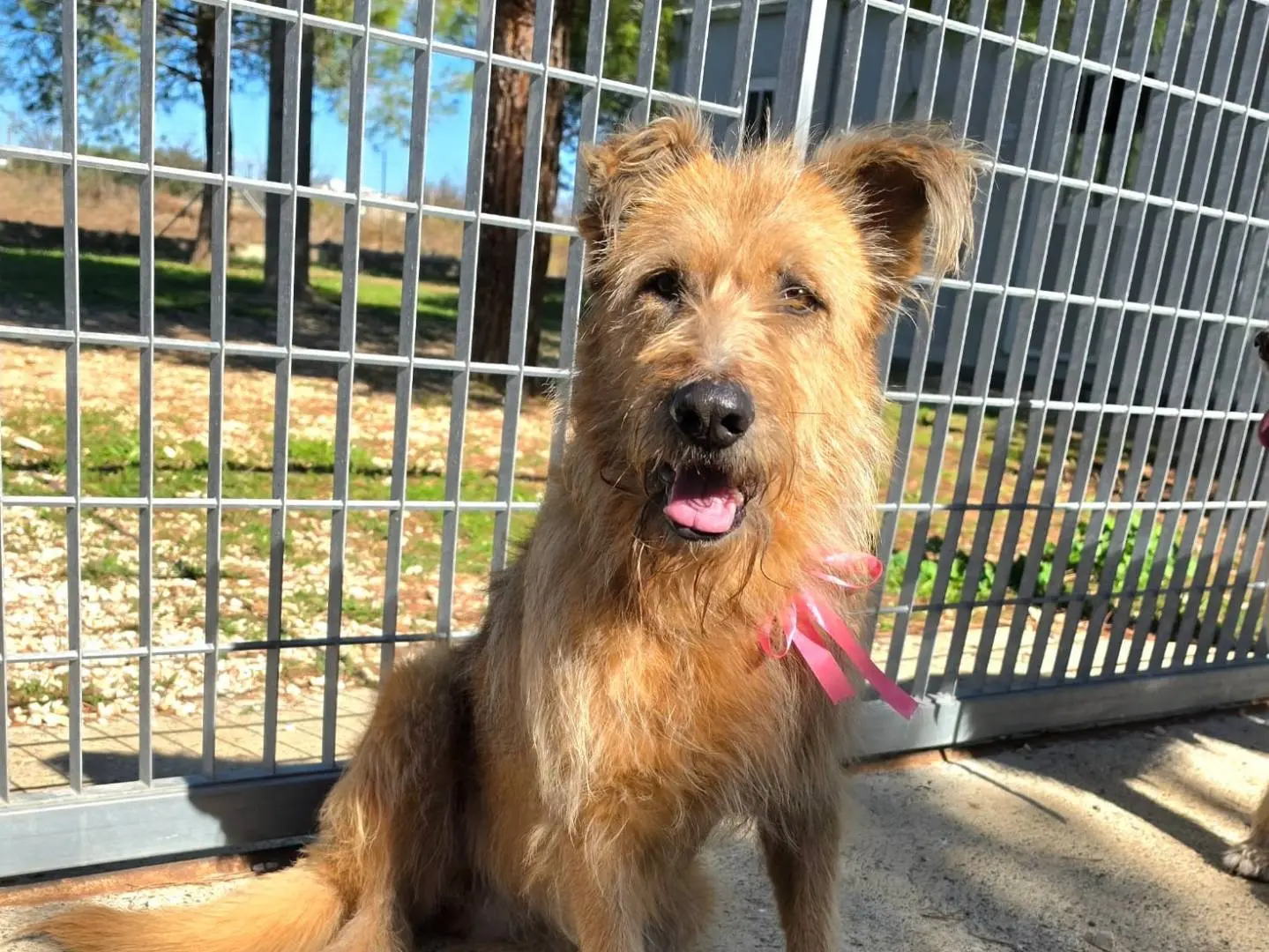 Adotta un cane, femmina, 9 anni e 3 mesi, Taranto