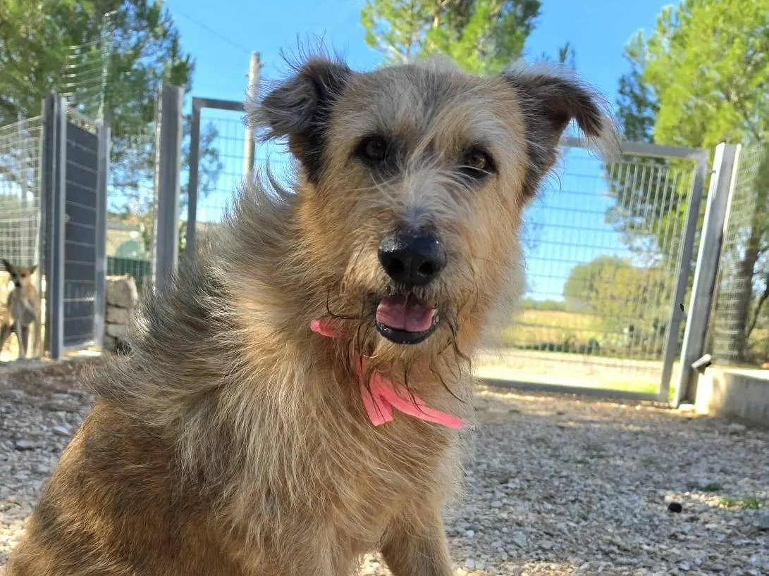 Adotta un cane, taglia grande, femmina, Taranto