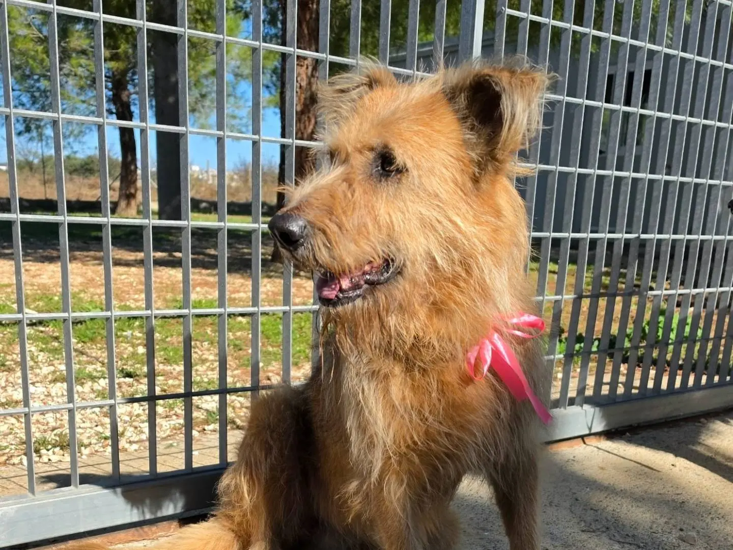Vuoi adottare un cane a Taranto?