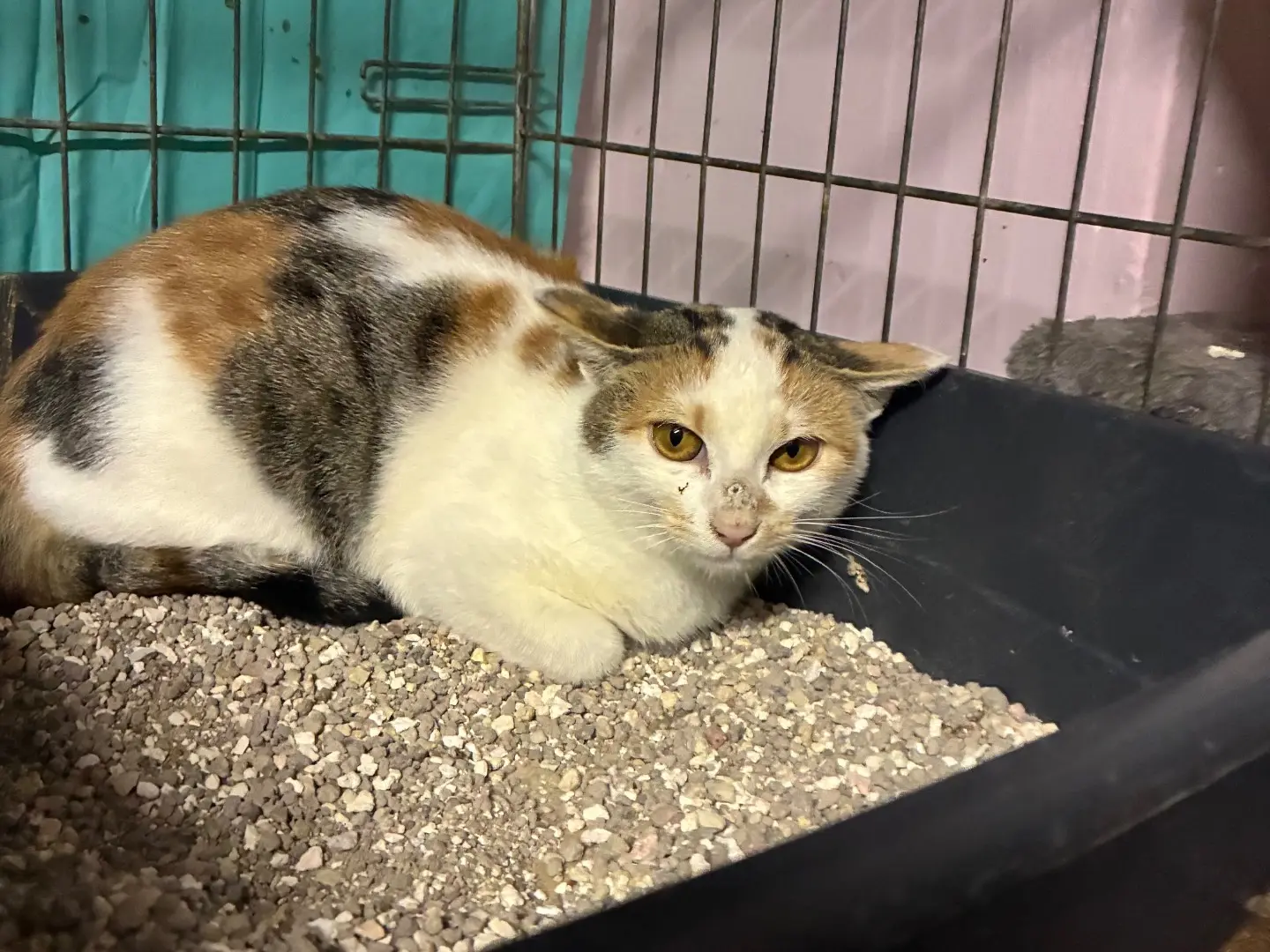 Adozione gatto, femmina, Razza sconosciuta Razza sconosciuta, 8 mesi, taglia non valida, Torino