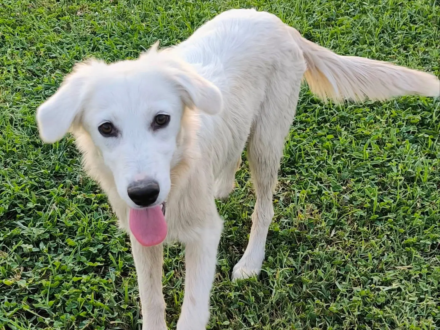 Adozione cane, femmina, Razza sconosciuta Razza sconosciuta, 1 anno e 6 mesi, taglia media, Cosenza