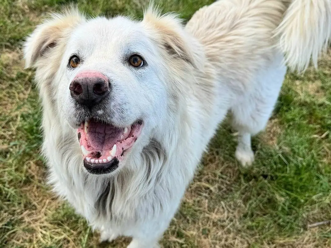 Adozione cane, femmina, Razza sconosciuta Razza sconosciuta, 2 anni e 7 mesi, taglia grande, Teramo