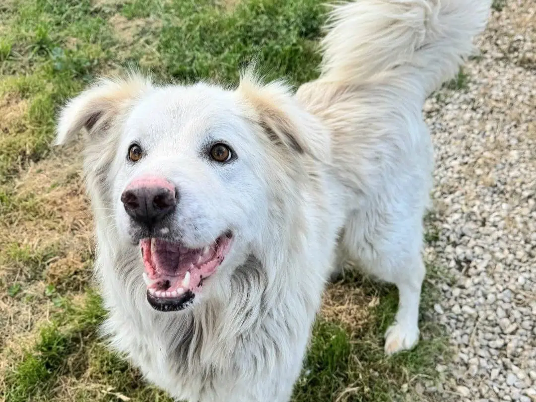 Vuoi adottare un cane a Teramo?