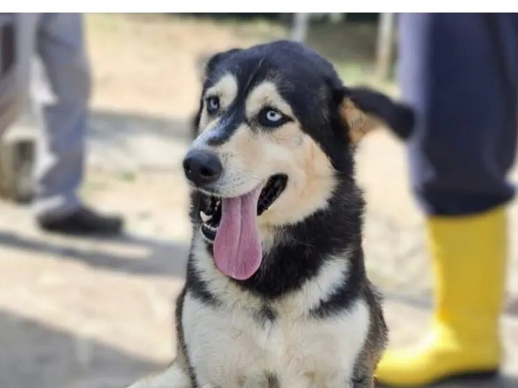 Adotta un cane, maschio, 5 anni e 5 mesi, Latina