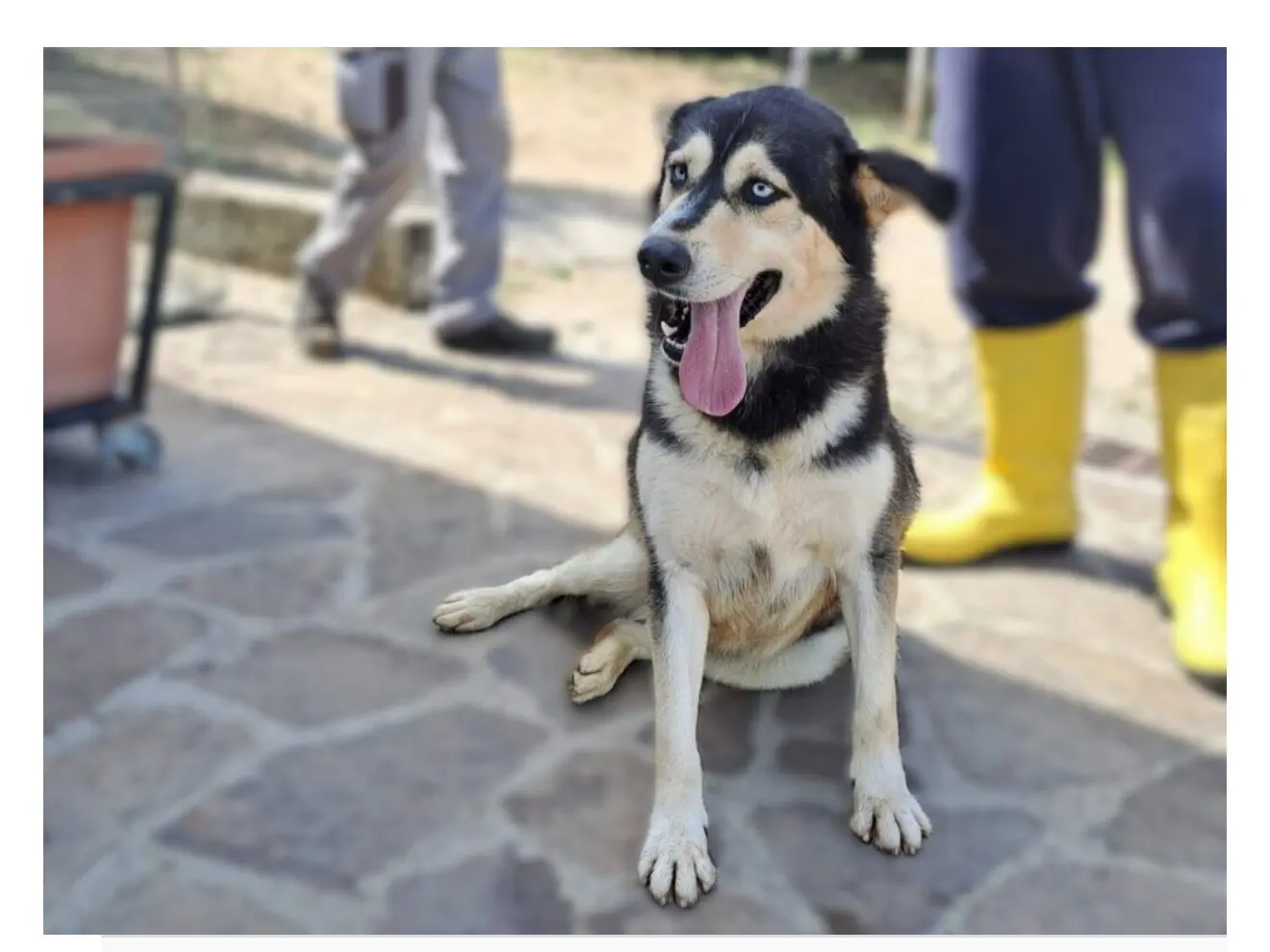 Adozione cane, maschio, Siberian Husky Razza sconosciuta, 5 anni e 5 mesi, taglia media, Latina