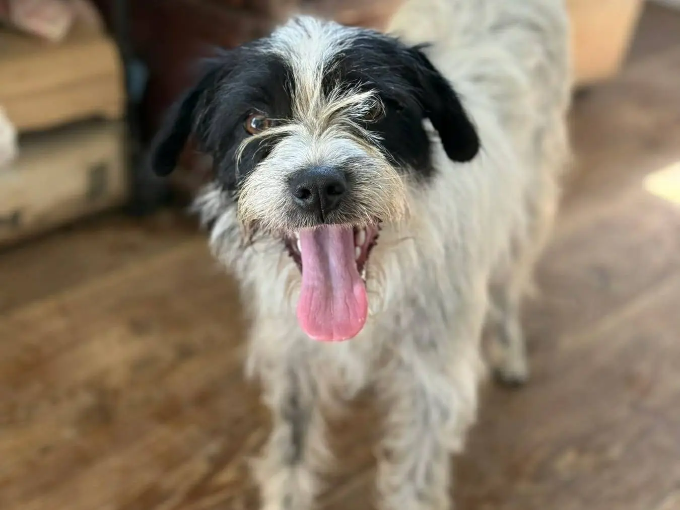 Adotta un cane, taglia piccola, femmina, Firenze