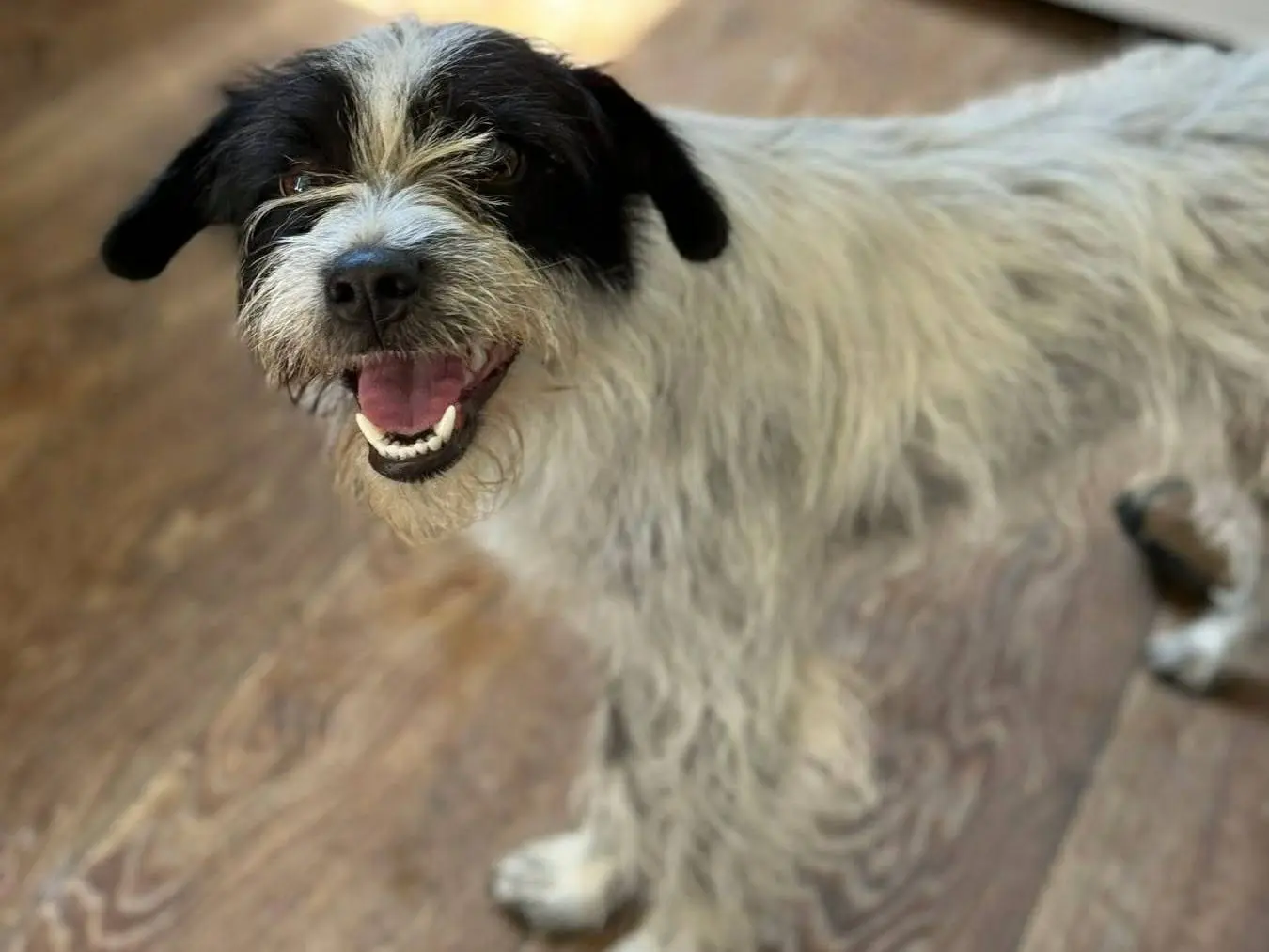 Adotta un cane, femmina, 2 anni e 2 mesi, Firenze