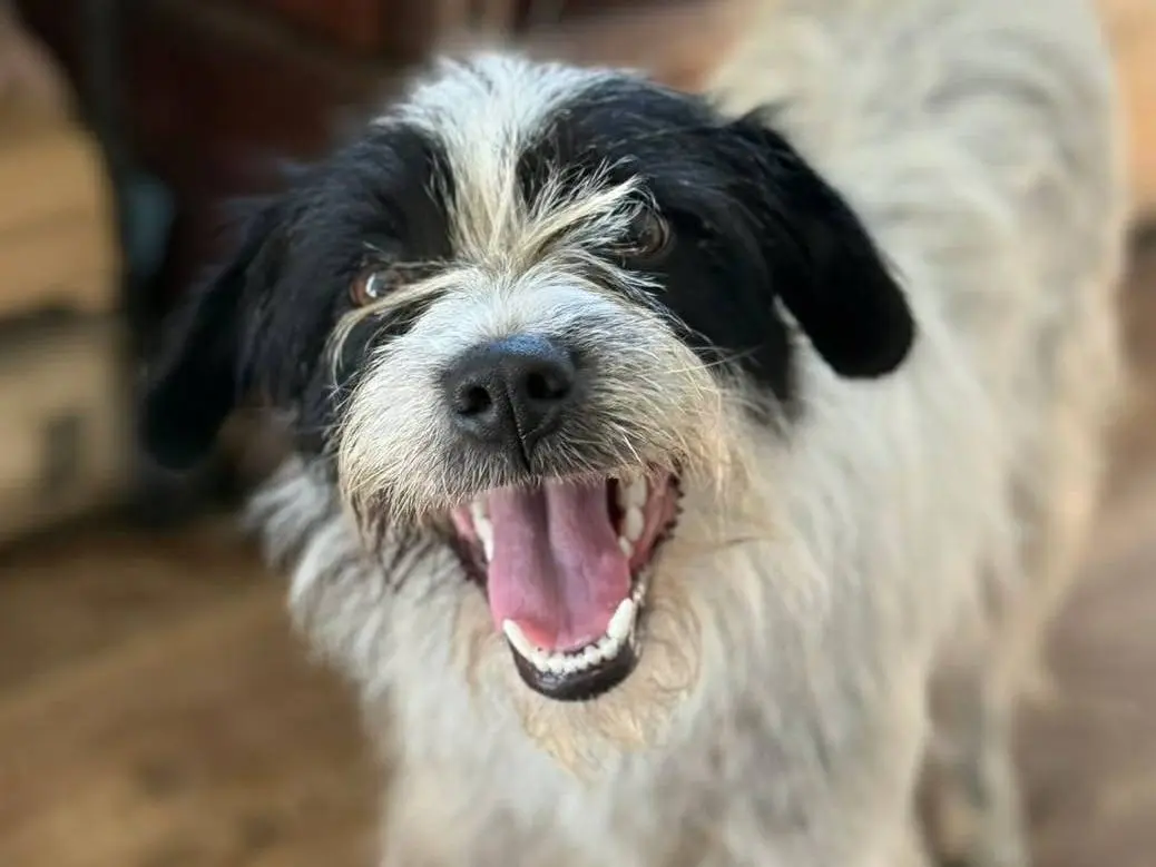 Adozione cane, femmina, Razza sconosciuta Razza sconosciuta, 2 anni e 2 mesi, taglia piccola, Firenze