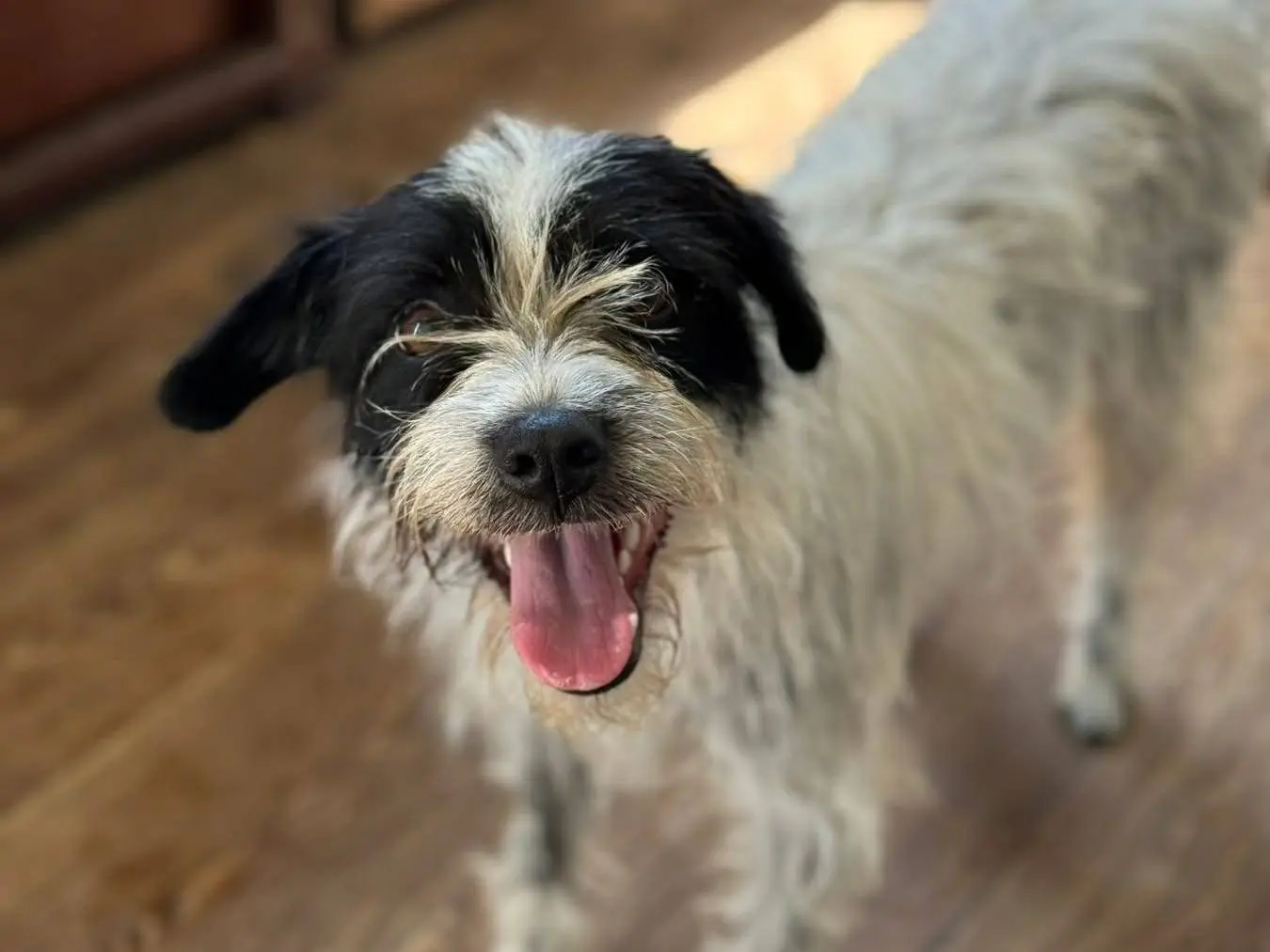 Vuoi adottare un cane a Firenze?