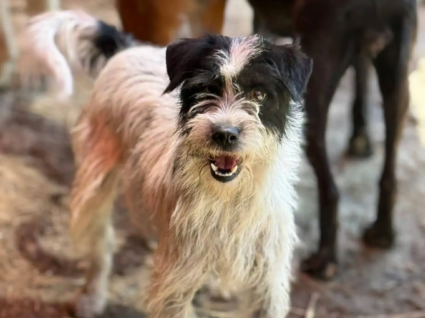 Adotta il cane LISA a Firenze