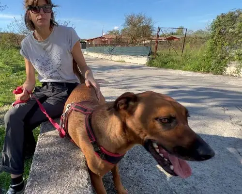 Adozione cane, maschio, Razza sconosciuta, 9 anni e 1 mese, taglia media, Napoli