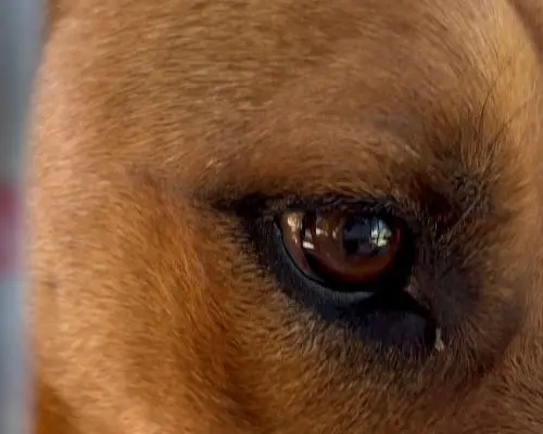 Adotta un cane, taglia media, maschio, Napoli