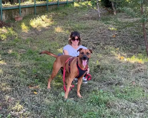 Adotta un cane, maschio, 9 anni e 1 mese, Napoli