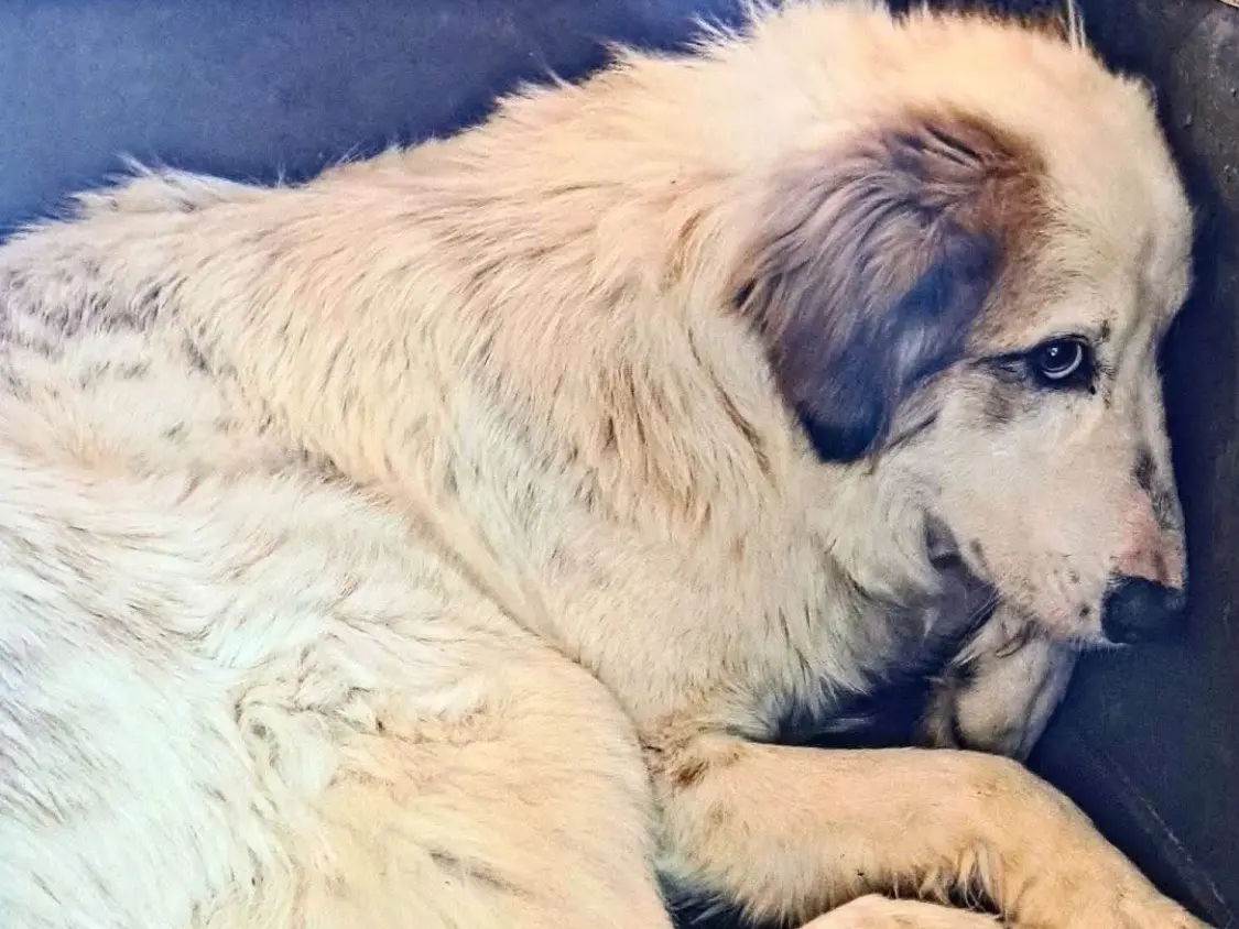 Adozione cane, femmina, Razza sconosciuta Razza sconosciuta, 3 anni e 8 mesi, taglia media, Vibo