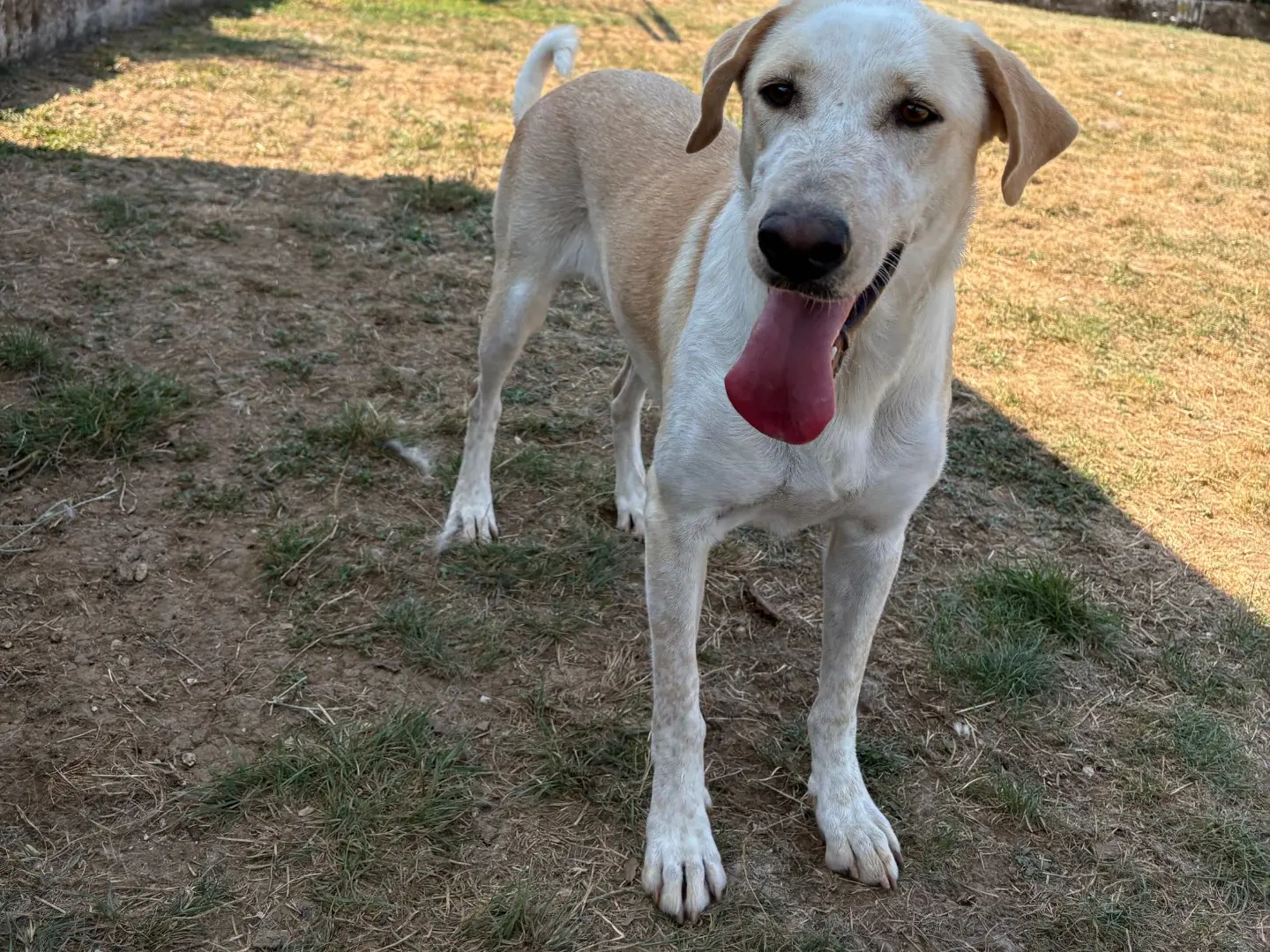 Adotta un cane, femmina, 3 anni e 7 mesi, Frosinone