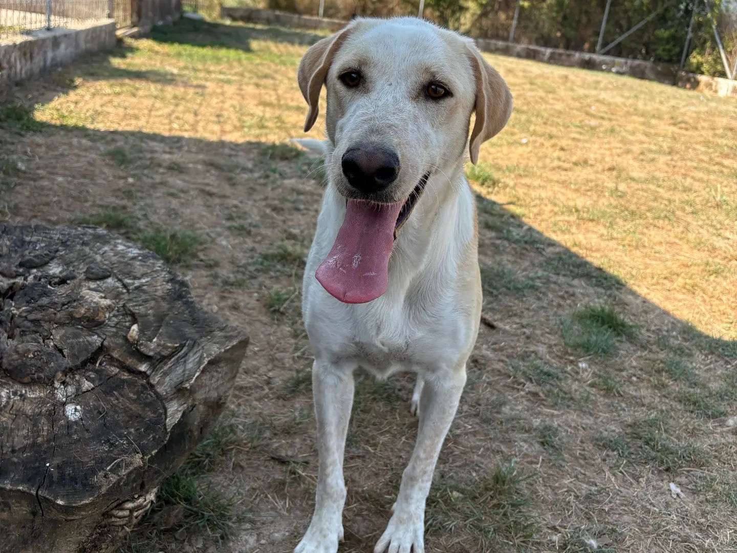 Adozione cane, femmina, Razza sconosciuta Razza sconosciuta, 3 anni e 7 mesi, taglia media, Frosinone