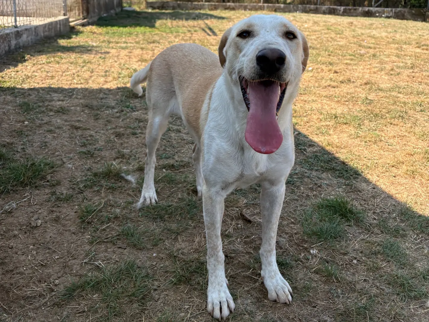 Vuoi adottare un cane a Frosinone?