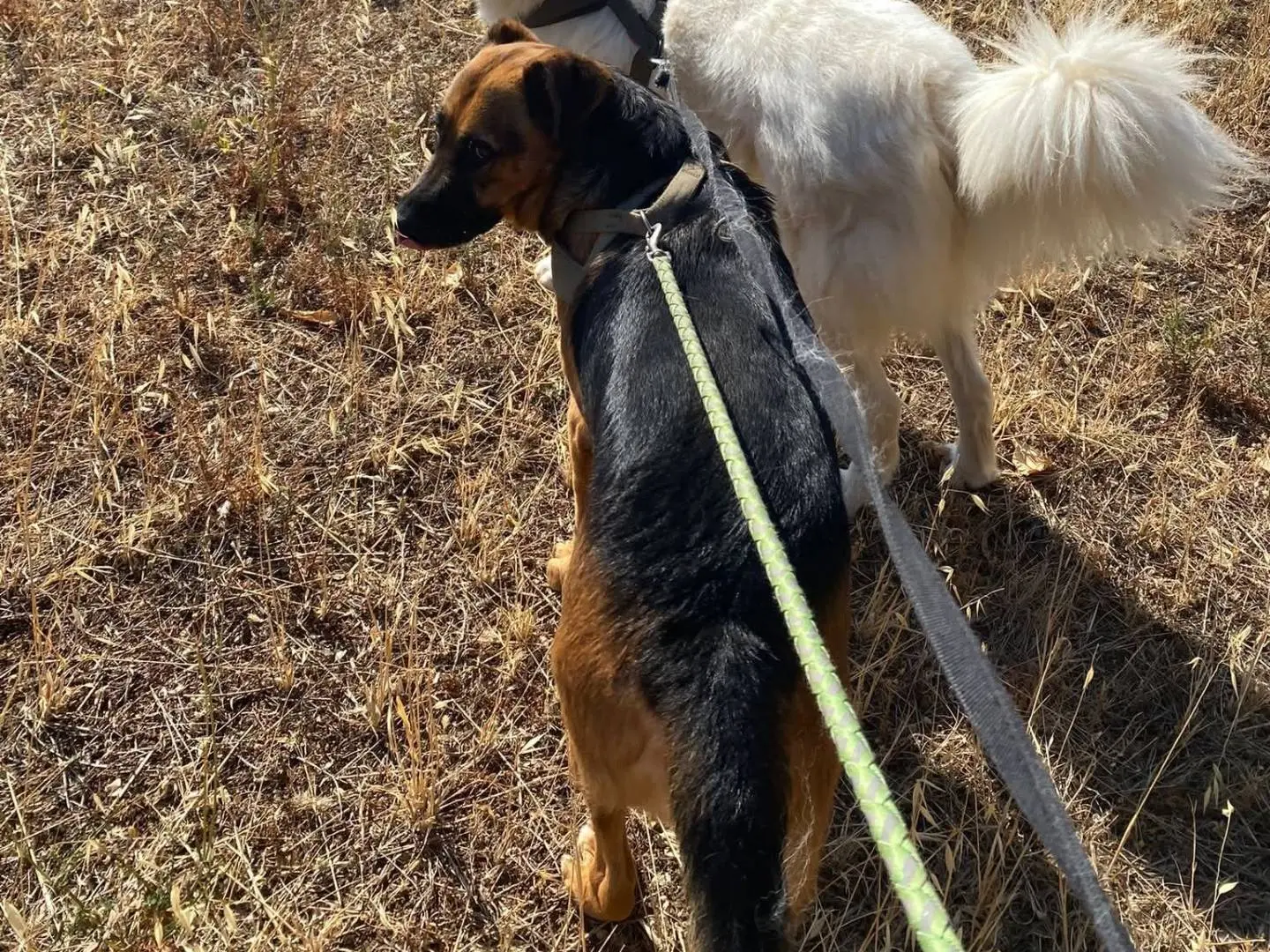 Vuoi adottare un cane a Bari?