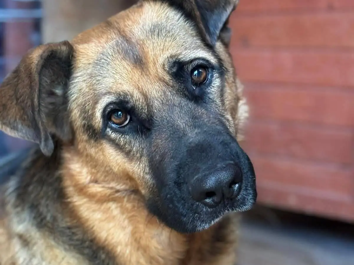 Adozione cane, maschio, Pastore tedesco Labrador Retriever, 5 anni e 9 mesi, taglia grande, Bari