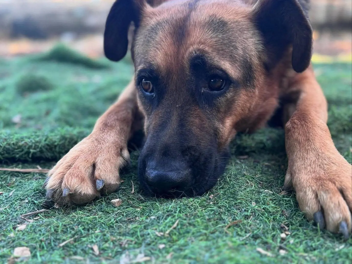 Adotta un cane, maschio, 5 anni e 9 mesi, Bari
