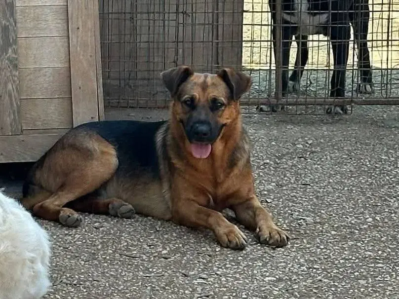 Adotta un cane, taglia grande, maschio, Bari