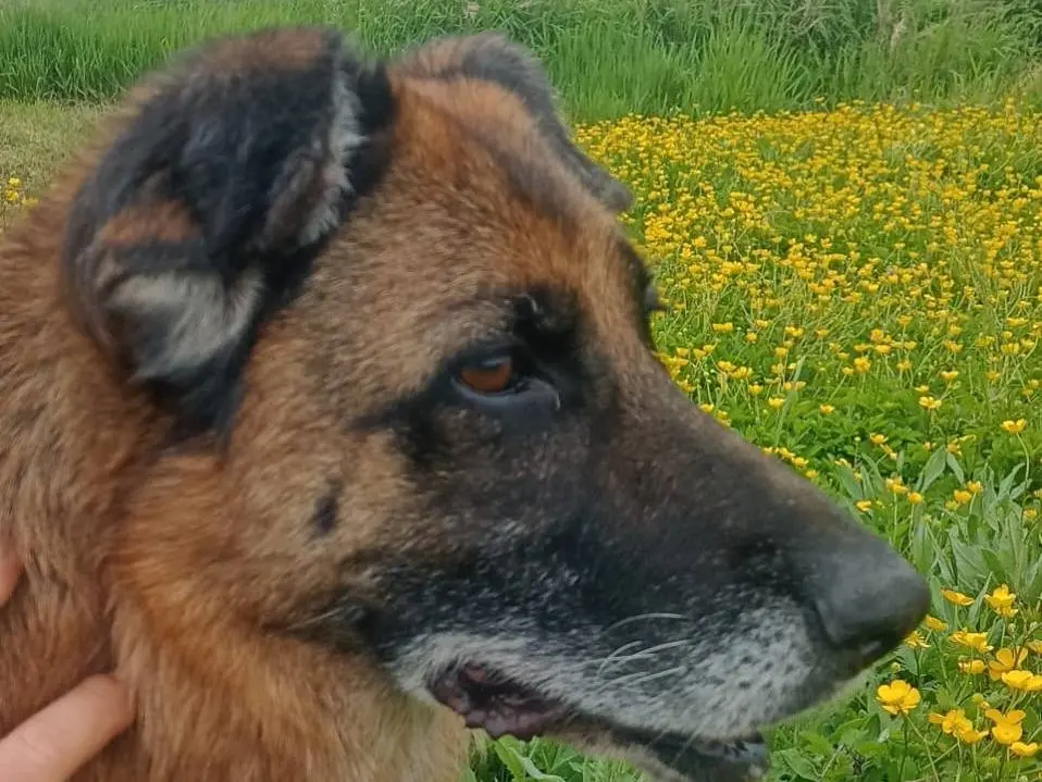 Adotta un cane, taglia media, femmina, Milano