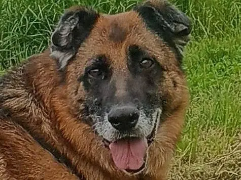 Adozione cane, femmina, Pastore tedesco Razza sconosciuta, 13 anni e 6 mesi, taglia media, Milano