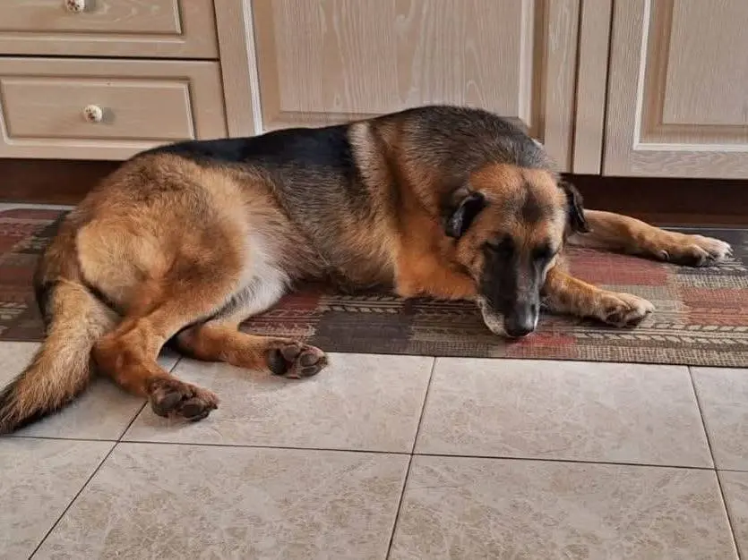 Adotta un cane, femmina, 13 anni e 6 mesi, Milano