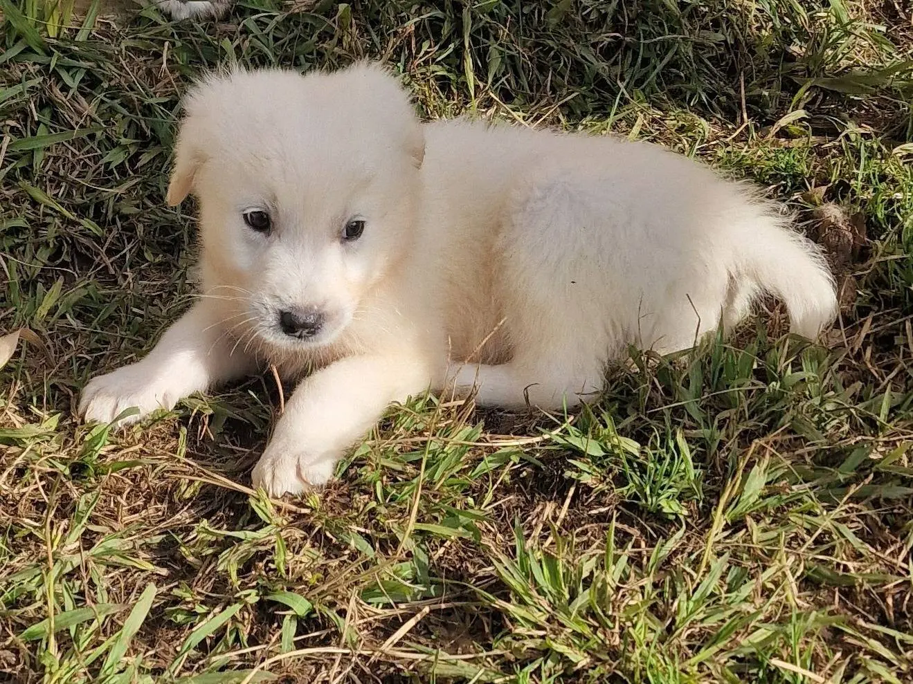 Adotta il cane Scheggia a Latina