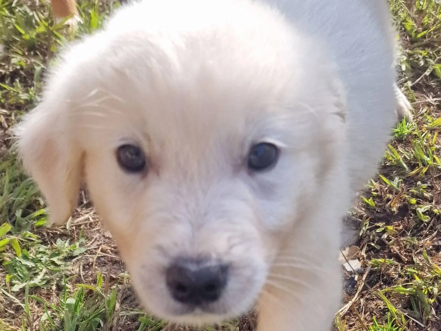 Vuoi adottare un cane a Latina?