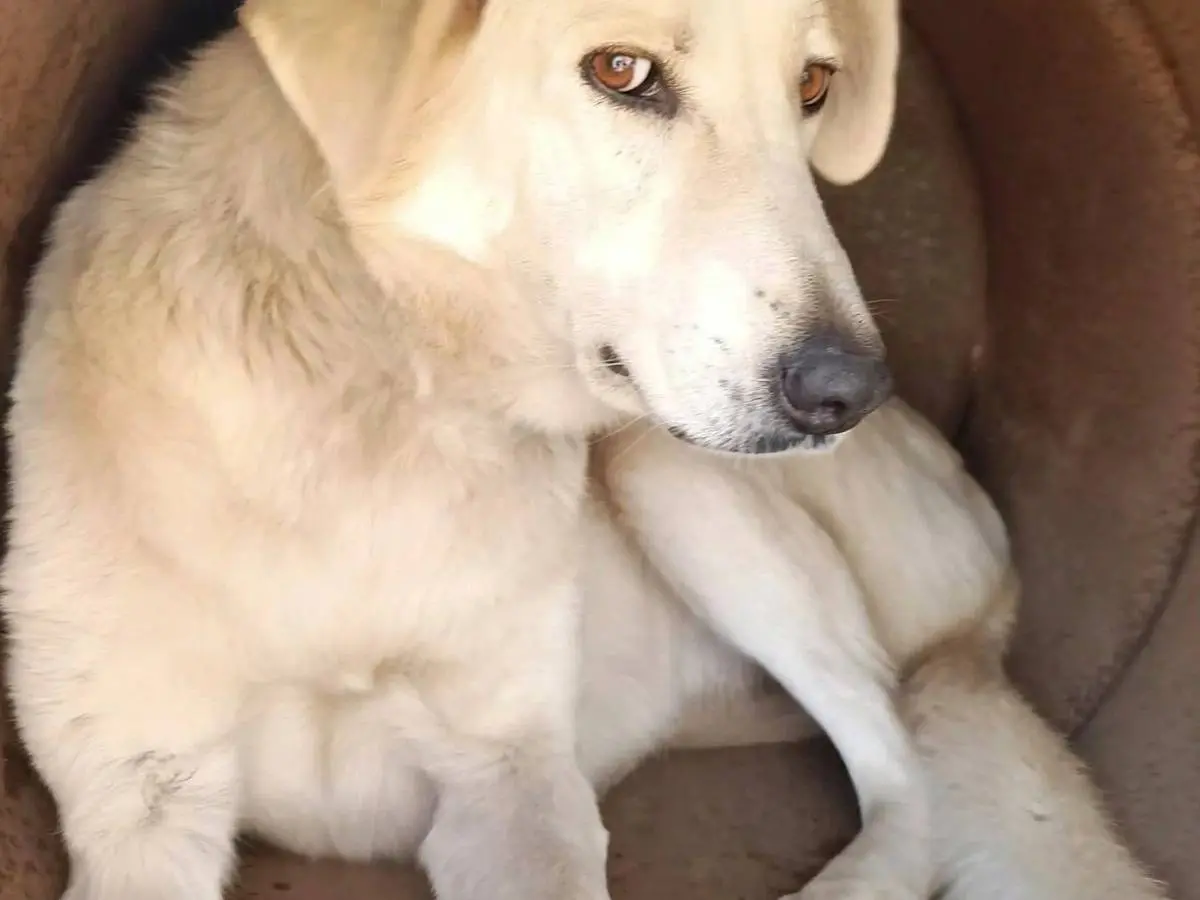 Adotta un cane, taglia media, femmina, Catanzaro