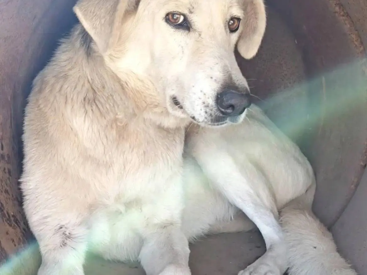 Adotta il cane PLUTA a Catanzaro