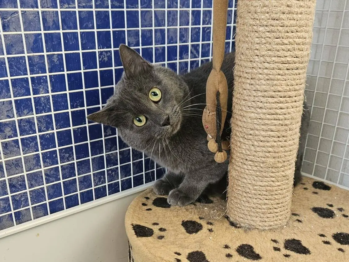 Adozione gatto, femmina, Razza sconosciuta Razza sconosciuta, 8 anni e 6 mesi, taglia non valida, Udine