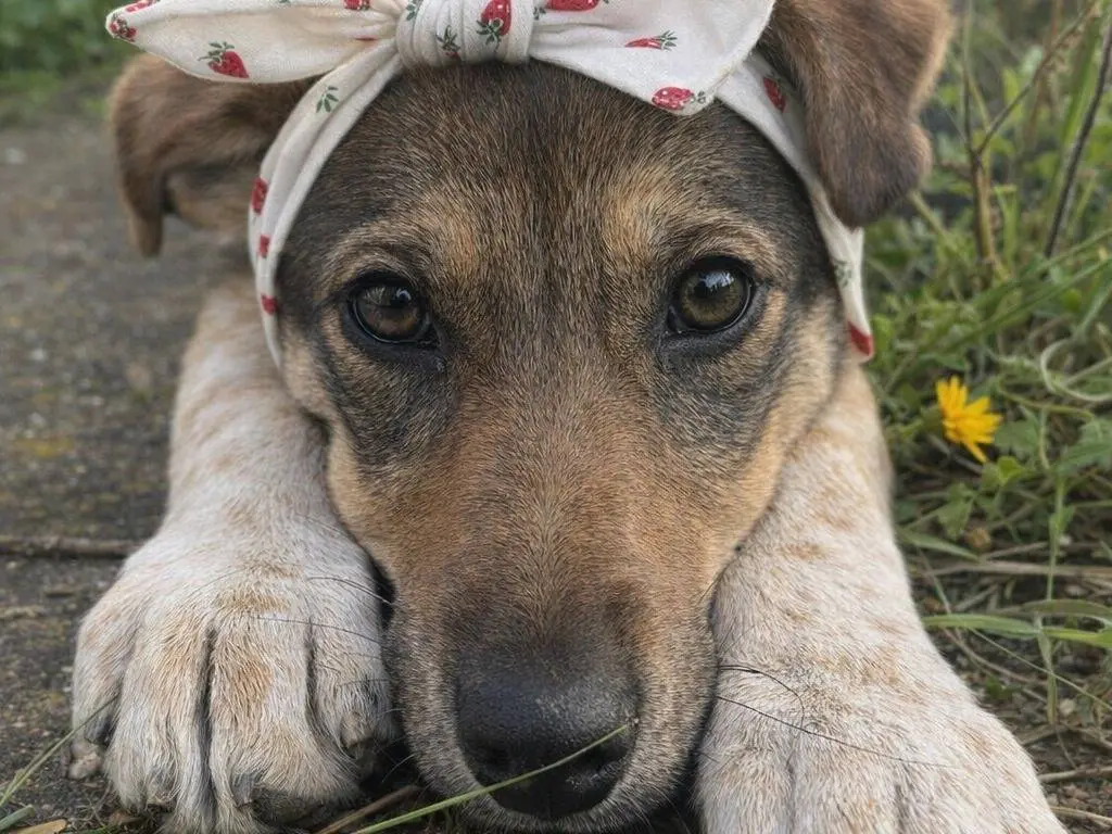 Adozione cane, femmina, Razza sconosciuta Razza sconosciuta, 1 anno, taglia media, Caltanissetta