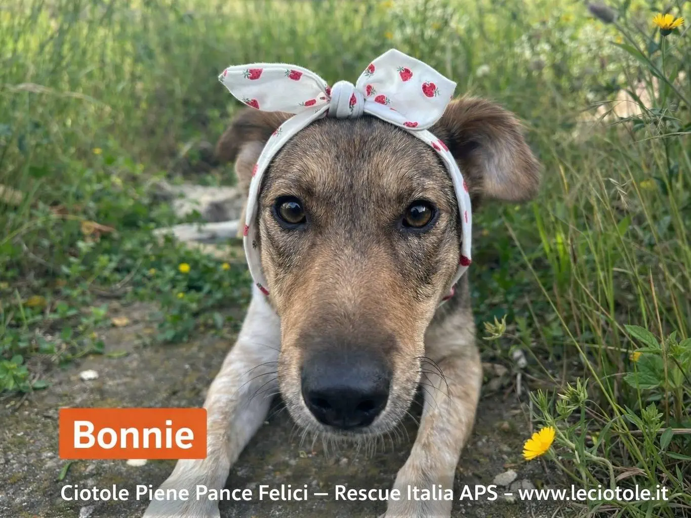 Adotta un cane, femmina, 1 anno, Caltanissetta