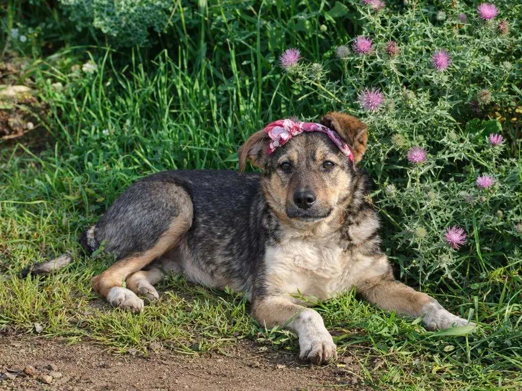 Adotta un cane, taglia media, femmina, Caltanissetta