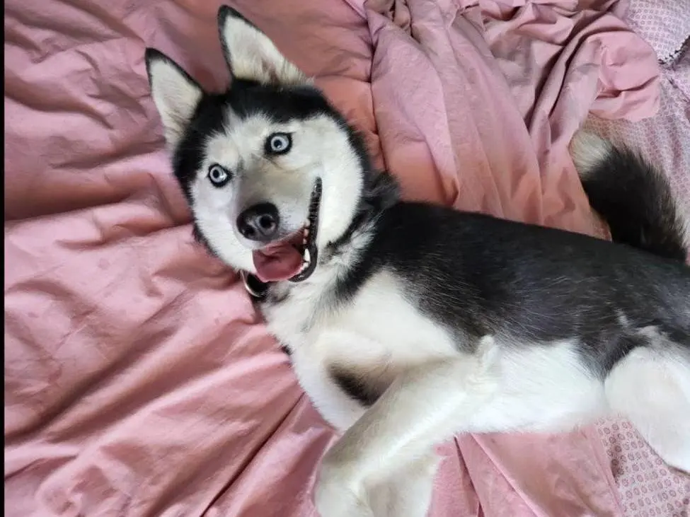Adozione cane, femmina, Siberian Husky Razza sconosciuta, 7 anni, taglia grande, Avellino