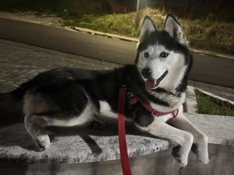 Adotta un cane, femmina, 7 anni, Avellino