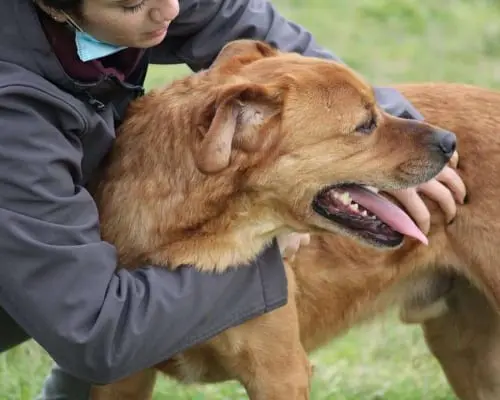 Adotta un cane, maschio, 9 anni e 9 mesi, Roma