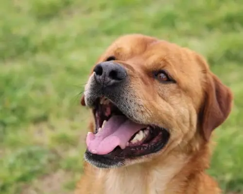 Vuoi adottare un cane a Roma?