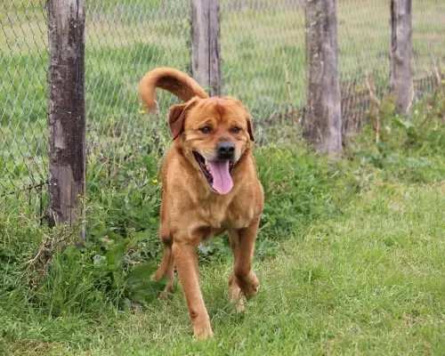 Adozione cane, maschio, Labrador Retriever, 9 anni e 9 mesi, taglia gigante, Roma