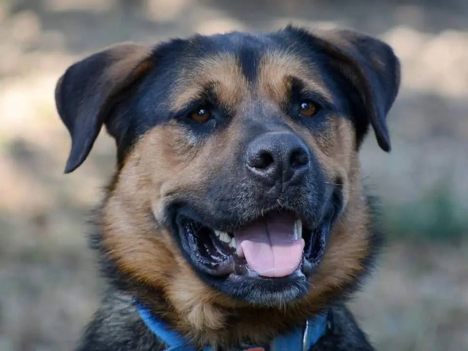Adozione cane, maschio, Rottweiler Pastore tedesco, 5 anni e 8 mesi, taglia grande, Roma