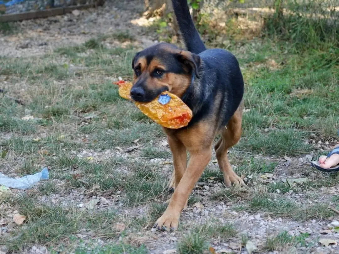 Adotta un cane, maschio, 5 anni e 8 mesi, Roma