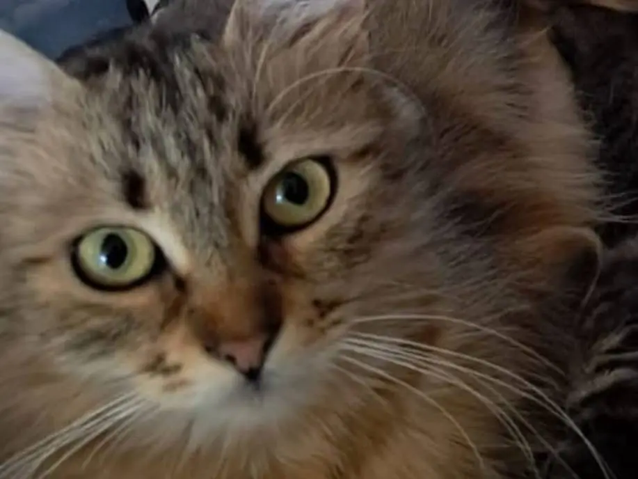 Adotta un gatto, femmina, 1 anno e 7 mesi, Roma