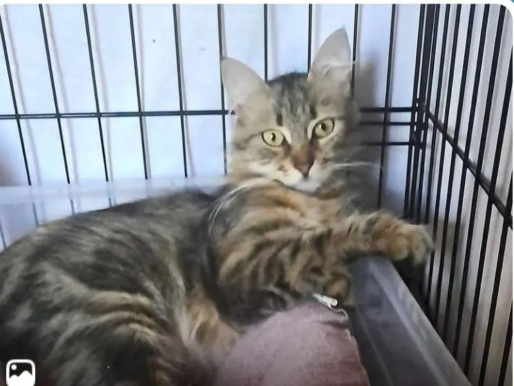 Adozione gatto, femmina, Razza sconosciuta Razza sconosciuta, 1 anno e 7 mesi, taglia non valida, Roma